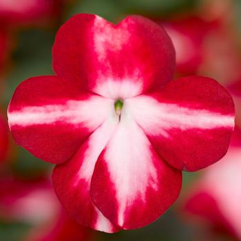 Impatiens walleriana 'XDR Red Star' 