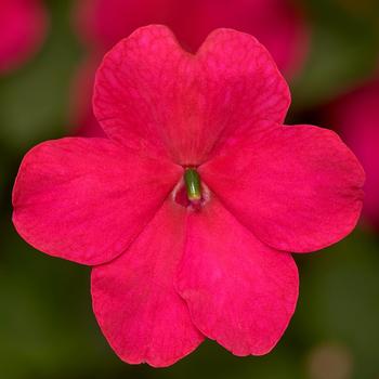 Impatiens walleriana Imara™ 'XDR Rose'