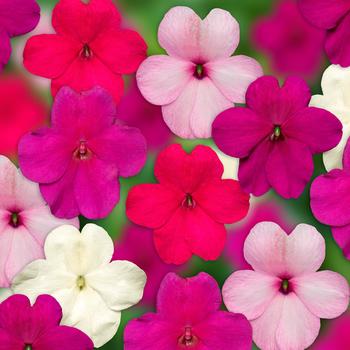 Impatiens walleriana Imara™ 'XDR Rosy Mix'