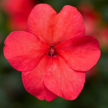 Impatiens walleriana Imara™ 'XDR Salmon Shades'