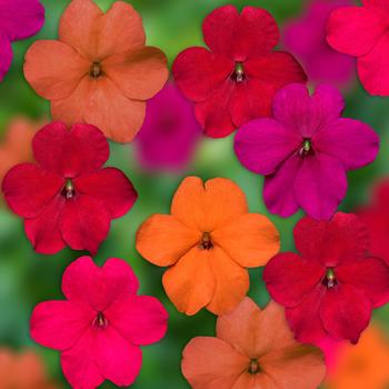 Impatiens walleriana 'XDR Tango Mix' 