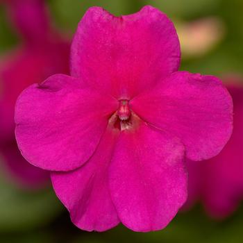 Impatiens walleriana Imara™ 'XDR Violet'