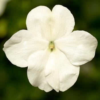 Impatiens walleriana 'XDR White' 