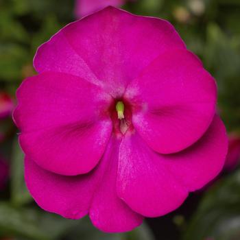 Impatiens hawkeri 'Violet' 