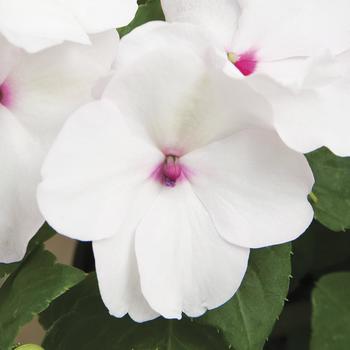 Impatiens walleriana 'Bright Eye' 