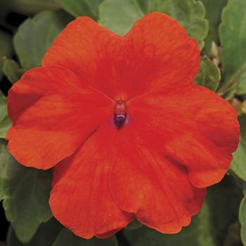 Impatiens walleriana 'Deep Orange' 