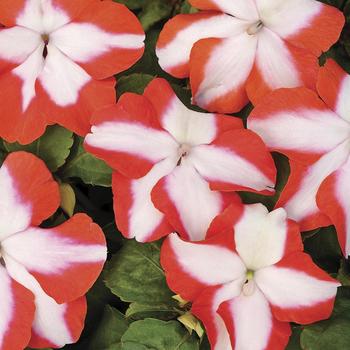 Impatiens walleriana Accent™ Premium 'Orange Star'