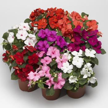 Impatiens walleriana Accent™ Premium 'Pastel Mix'