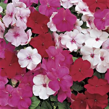 Impatiens walleriana Accent™ Premium 'Peppermint Mix'