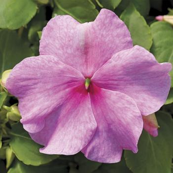 Impatiens walleriana 'Pink' 