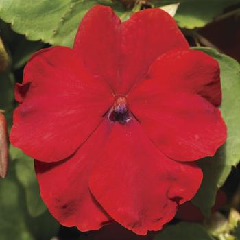 Impatiens walleriana Accent™ Premium 'Red'