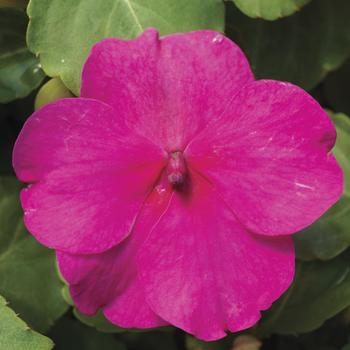 Impatiens walleriana Accent™ Premium 'Rose'