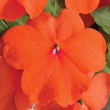 Impatiens walleriana Accent™ Premium 'Salmon'