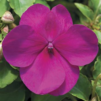 Impatiens walleriana 'Violet' 