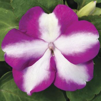 Impatiens walleriana Accent™ Premium 'Violet Star'