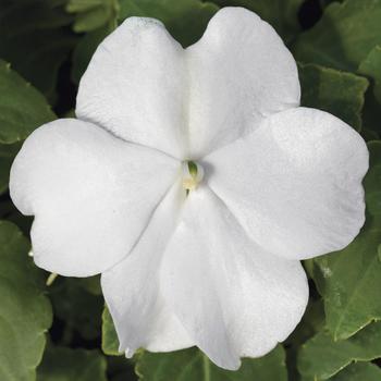 Impatiens walleriana Accent™ Premium 'White'