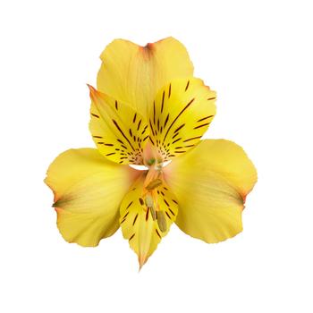 Alstroemeria Colorita® 'Ariane'