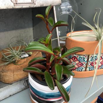 Peperomia graveolens 'Ruby Glow' 