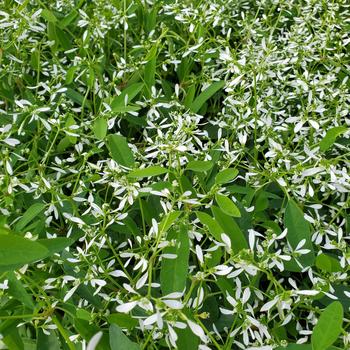 Euphorbia graminea 'Glitz' 