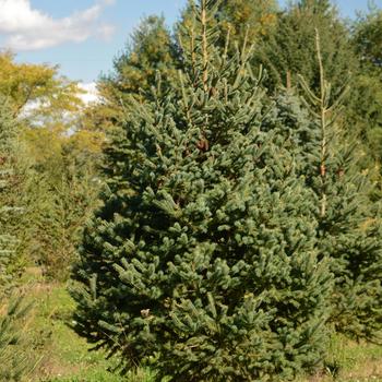 Picea glauca