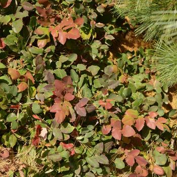 Mahonia repens 