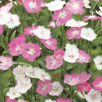 Dianthus 'First Love®' 