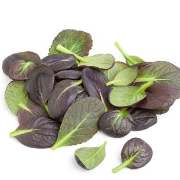 Brassica rapa 'Red Komatsuna' 