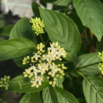 Cornus stolonifera 'SMNCSBD' PP32351