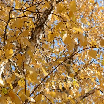 Betula platyphylla var. mandschurica