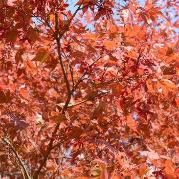 Acer palmatum 'Oshio-Beni'