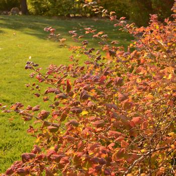 Ribes grossulariodes 'Pixwell' 