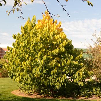 Asimina triloba '' (165650)