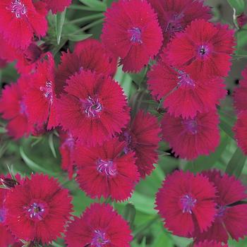 Dianthus chinensis x barbatus Telstar™ Burgundy