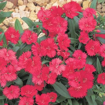 Dianthus chinensis x barbatus Telstar™ Coral