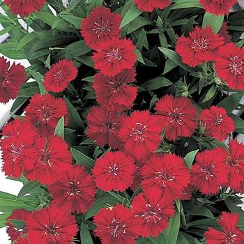 Dianthus chinensis x barbatus Telstar™ Crimson