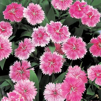 Dianthus chinensis x barbatus