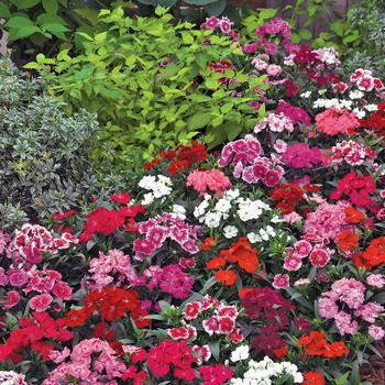 Dianthus chinensis x barbatus Telstar™ Mix