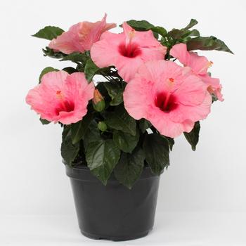 Hibiscus HibisQs® 'Adonis Pink'