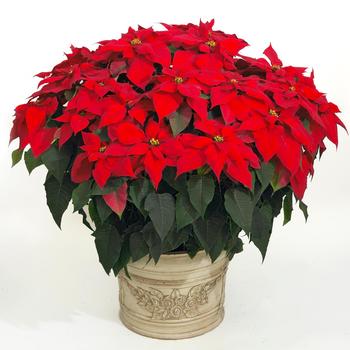 Euphorbia pulcherrima 'Advent Red'