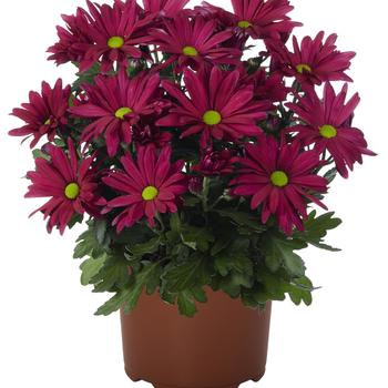 Chrysanthemum x morifolium 'Jam' 