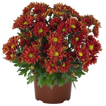 Chrysanthemum indicum 'Breeze Dark Bronze' 