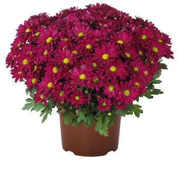 Chrysanthemum indicum 'Swifty Purple'