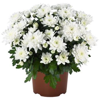 Chrysanthemum indicum 'Chrystal White'