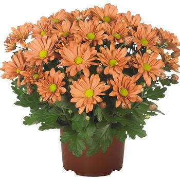Chrysanthemum indicum 'Breeze Fox Orange'