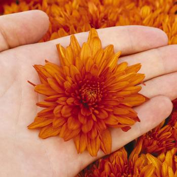 Chrysanthemum x morifolium 'Orange' 