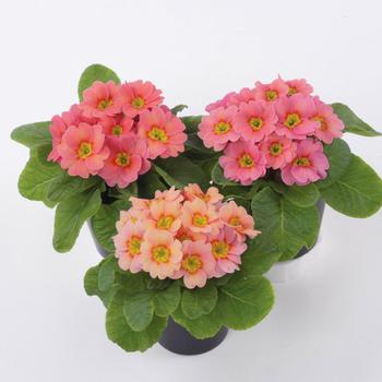 Primula acaulis 'Danessa Apricot Rose Eye' 