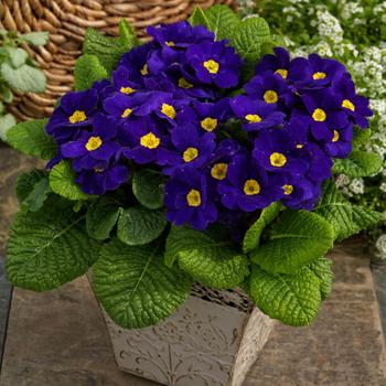 Primula acaulis 'Danessa Blue' 