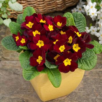 Primula acaulis 'Danessa Burgundy' 