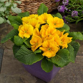 Primula acaulis 'Danessa Golden Shades' 