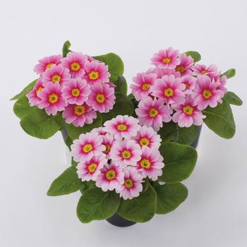 Primula acaulis 'Danessa Pink Rose Eye' 